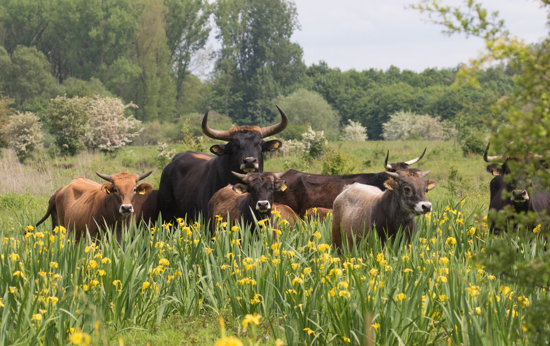 The State of North Rhine-Westphalia restorated several sections of the Lippe river and its floodplain in the District of Soest. Where once there were fields and intensive grassland, a floodplain landscape has been developing since 1991, in which Taurus cattle and semi-wild horses (Koniks) belonging to the NGO Arbeitsgemeinschaft Biologischer Umweltschutz (ABU) now graze on more than 200 hectares in a near-natural state all year round. Other influential processes are plant succession, flooding and river dynamics. 