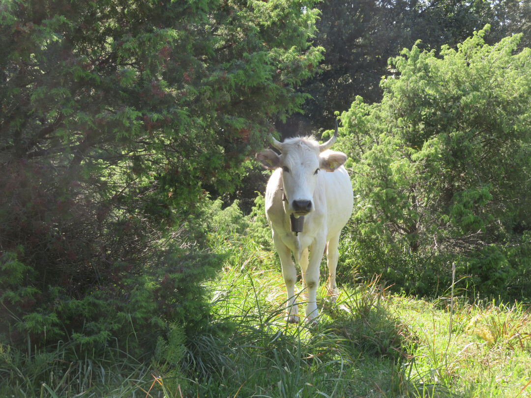 Parts of the Gargano peninsula in northern Apulia are among the most fascinating pasture landscapes in Europe and an important biodiversity hotspot in the Mediterranean region. Here, large areas of land use, processes and biocenoses have been handed down, as they have probably existed for thousands of years without any significant interruptions. Typical grazing animals are the Podolica cattle, a breed derived from the Eastern European steppe cattle breeds.