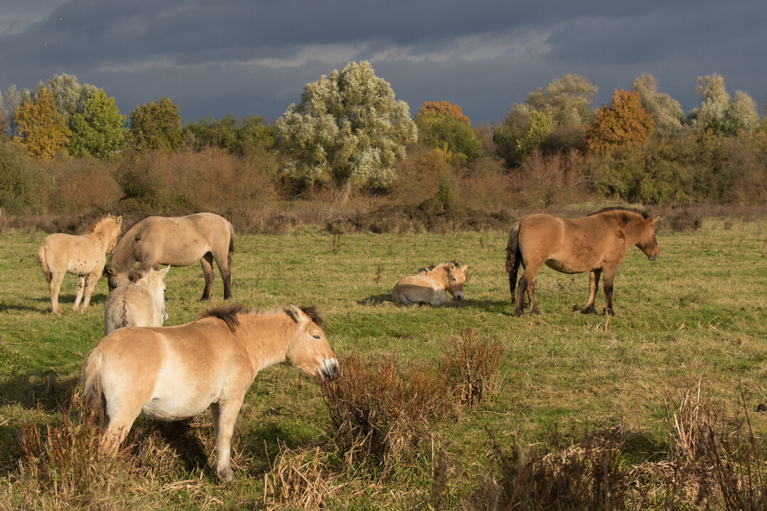 The State of North Rhine-Westphalia restorated several sections of the Lippe river and its floodplain in the District of Soest. Where once there were fields and intensive grassland, a floodplain landscape has been developing since 1991, in which Taurus cattle and semi-wild horses (Koniks) belonging to the NGO Arbeitsgemeinschaft Biologischer Umweltschutz (ABU) now graze on more than 200 hectares in a near-natural state all year round. Other influential processes are plant succession, flooding and river dynamics. 