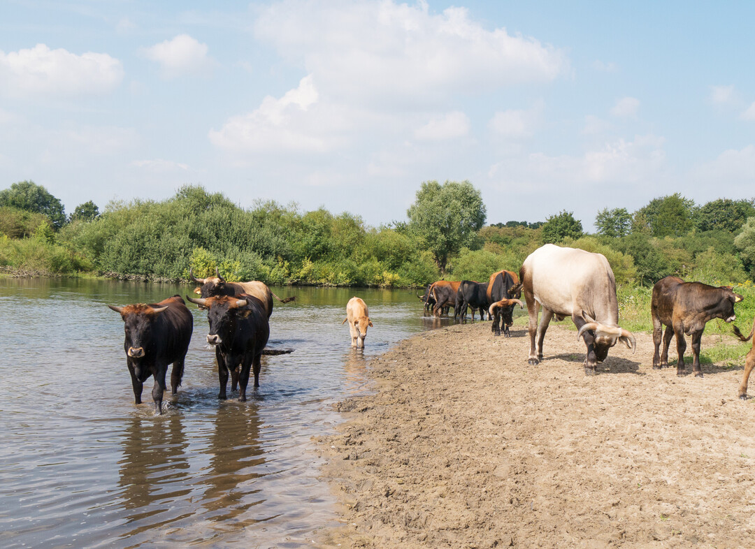 Das Land Nordrhein-Westfalen renaturierte mehrere Abschnitte der Lippe und ihrer Aue im Kreis Soest. Wo einst cker und Intensiv-Grnland lagen, entwickelt sich seit 1991 eine Auenlandschaft, in der Taurusrinder und halbwilde Pferde (Koniks) der Arbeitsgemeinschaft Biologischer Umweltschutz (ABU) in ganzjhriger naturnaher Haltung auf mittlerweile mehr als 200 Hektar weiden. Weitere einwirkende Prozesse sind pflanzliche Sukzession, Hochwasser und Flussdynamik.