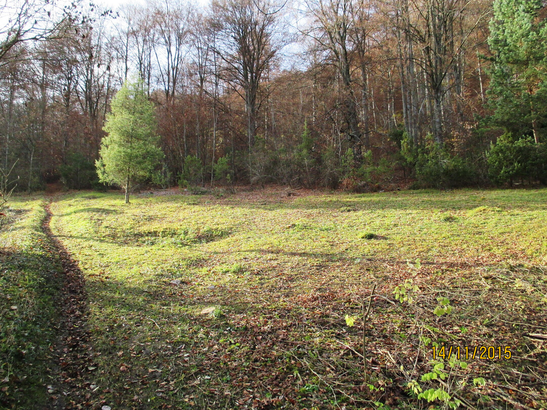Der Steigbergsteig im Jahr 2017: Die meisten Gehlze wurden entfernt, die lichtbedrftigen Magerrasenarten sind wieder auf dem Vormarsch.