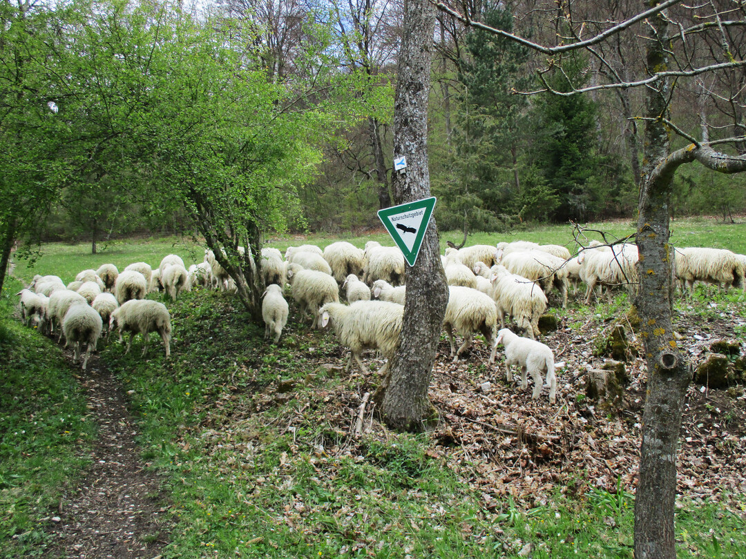 Die Schafe weiden nun regelmig auf der Wacholderheide.