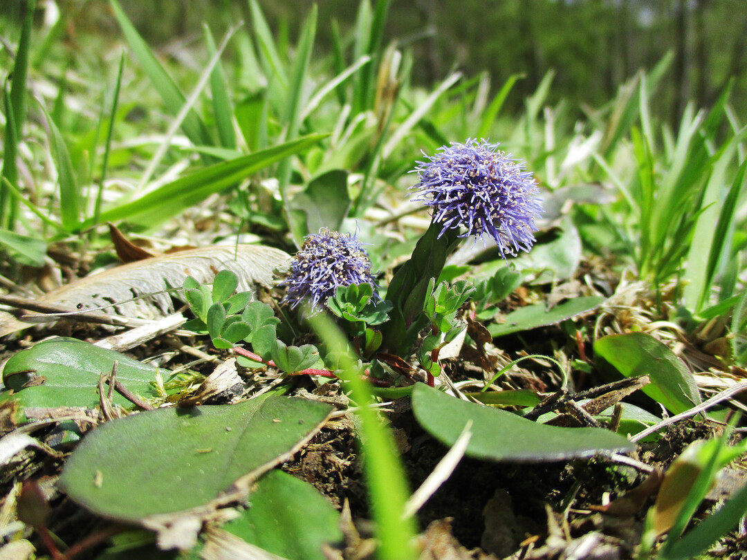 Die Kugelblume bleibt sehr klein. In hohem Aufwuchs knnte sich die Art nicht behaupten.