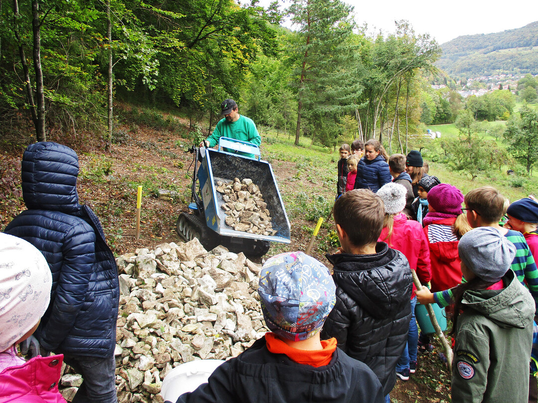 Mit einem Minidumper, privat zur Verfgung gestellt, wurden die gesammelten Steine zum Eidechsenhabitat aufgeschichtet.