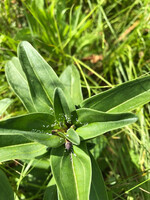 An diesem Kreuz-Enzian hat der Kreuzenzian-Ameisenbläuling Eier abgelegt.