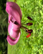 Türkenbundlilien blühen ab Mai am Steigberg.