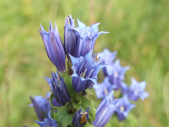 Der Schwalbenwurz-Enzian (
<i>Gentiana asclepiadea</i>
) ist ein typischer Vertreter der Pfeifengraswiesen. 