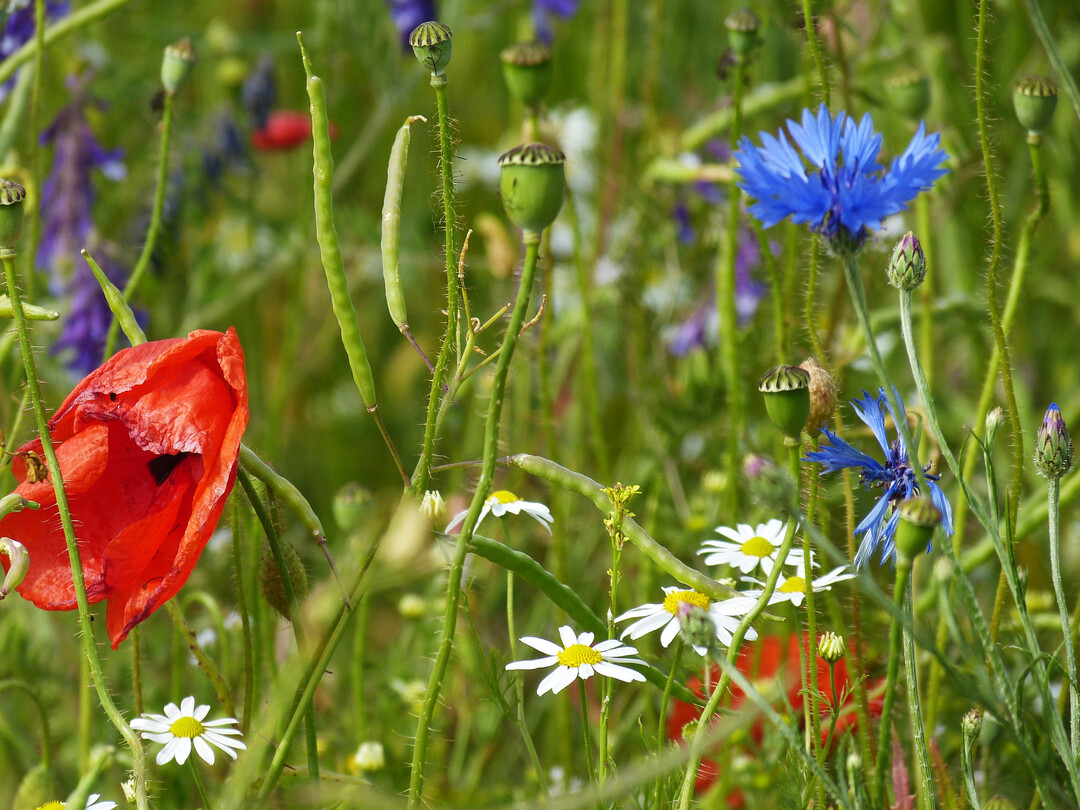 Bilder von artenreichen Wildkrautfluren in der Agrarlandschaft sind selten geworden. Im Projekt Schutz von Ackerkräutern leben sie wieder auf.