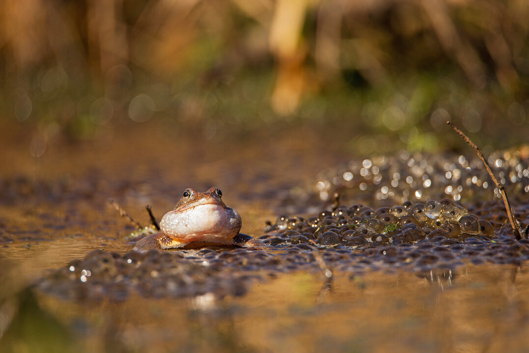 Der Grasfrosch und andere Amphibien laichen in den Bekassinenteichen.