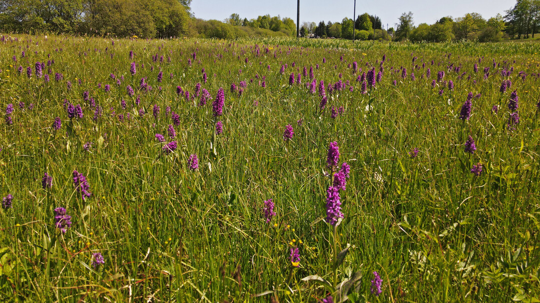 Orchideen soweit das Auge reicht: einst ca. 300 Individuen  jetzt dank Entbuschung und schonender Bewirtschaftung fast 7.000 