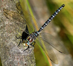 Die Torf-Mosaikjunger ist eine der zahlreichen Libellenarten, die von den neuen Kleingewässern profitieren.