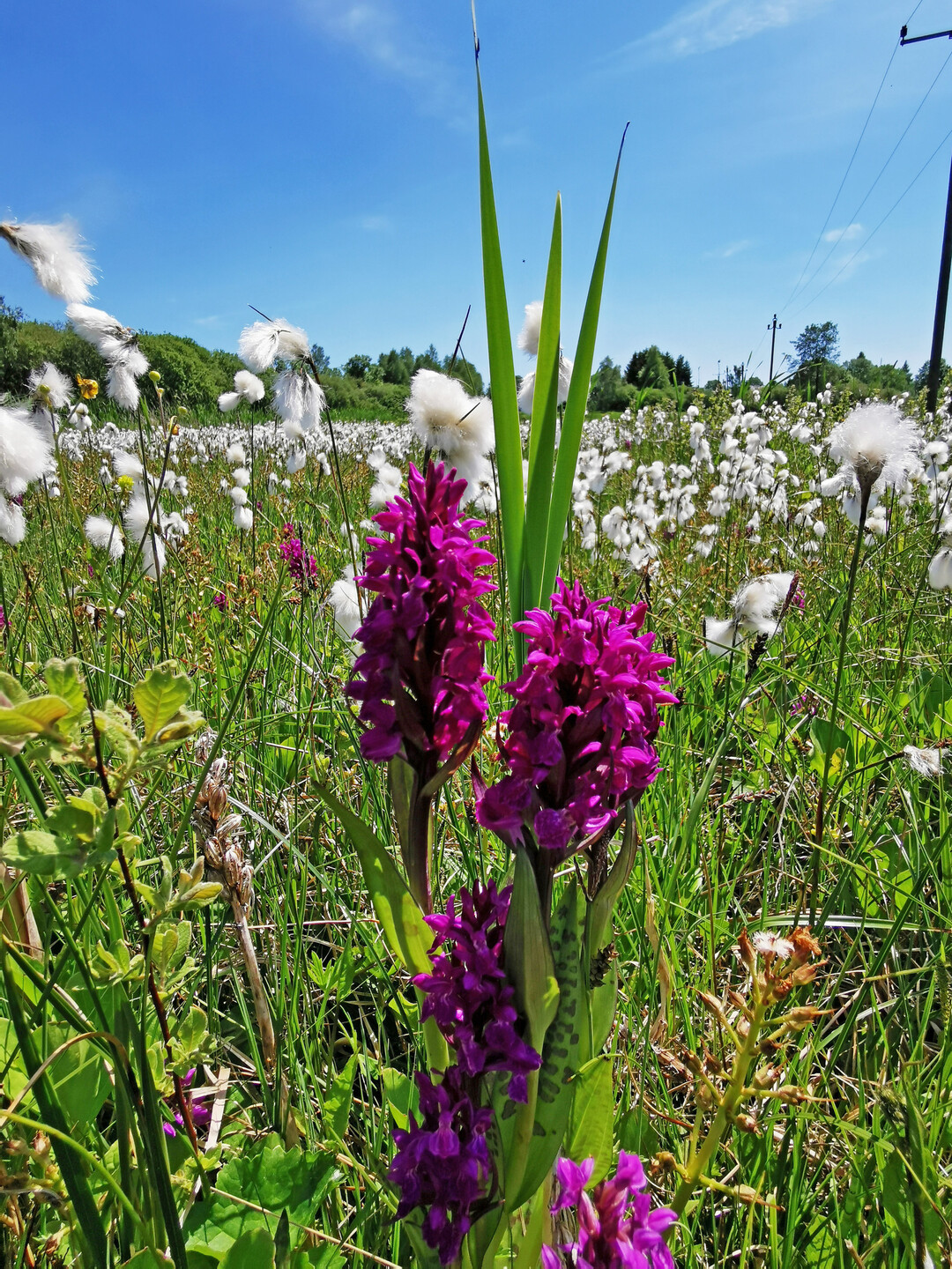 Orchideen und Wollgras prgen heute das Bild der Projektflchen.