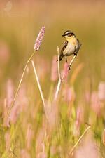 Braunkehlchen profitieren von den neu geschaffenen Lebensräumen.