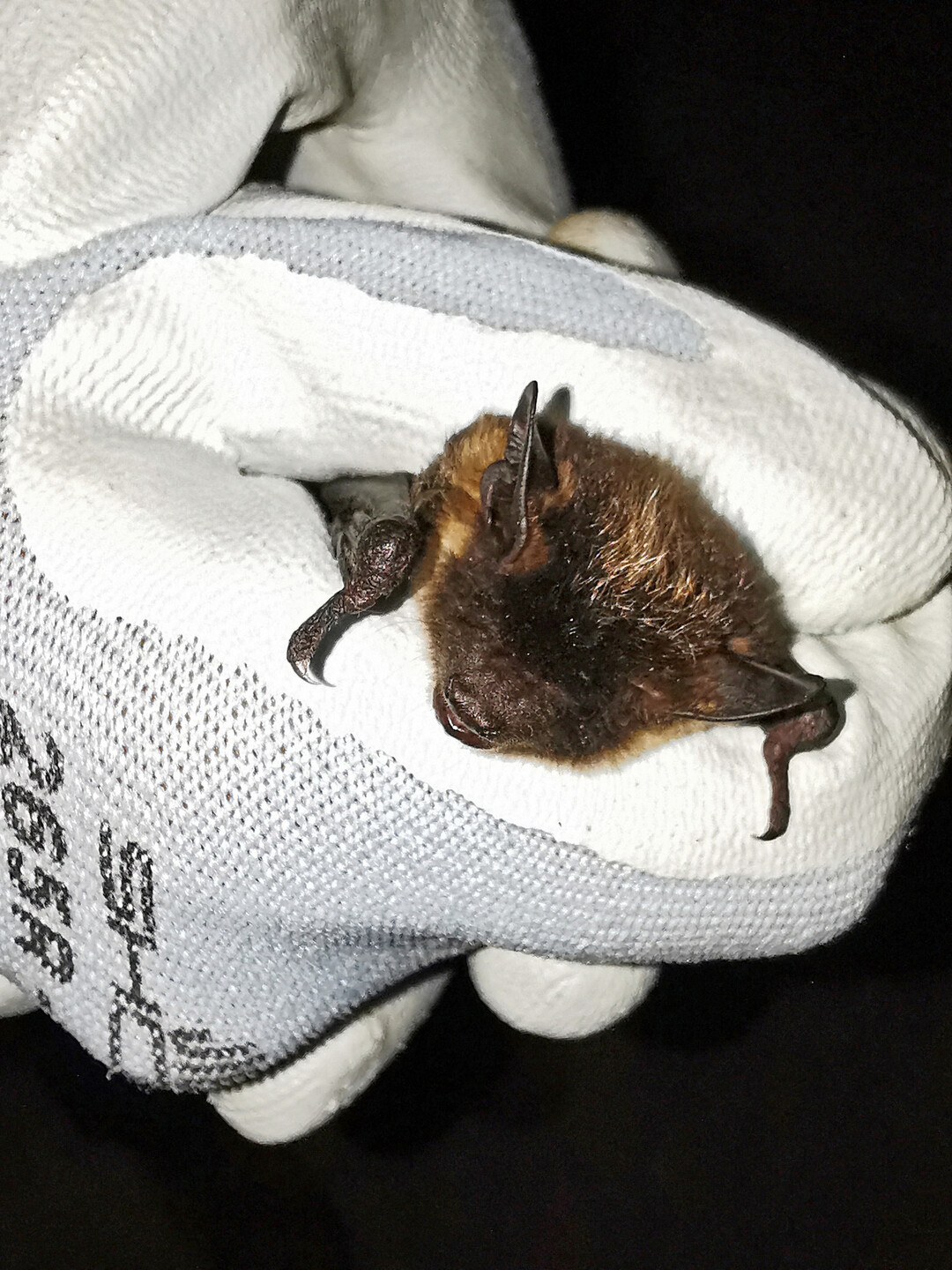 Bisher gelang der Nachweis von 17 Fledermausarten, darunter die besonders geschtzte Nordfledermaus.