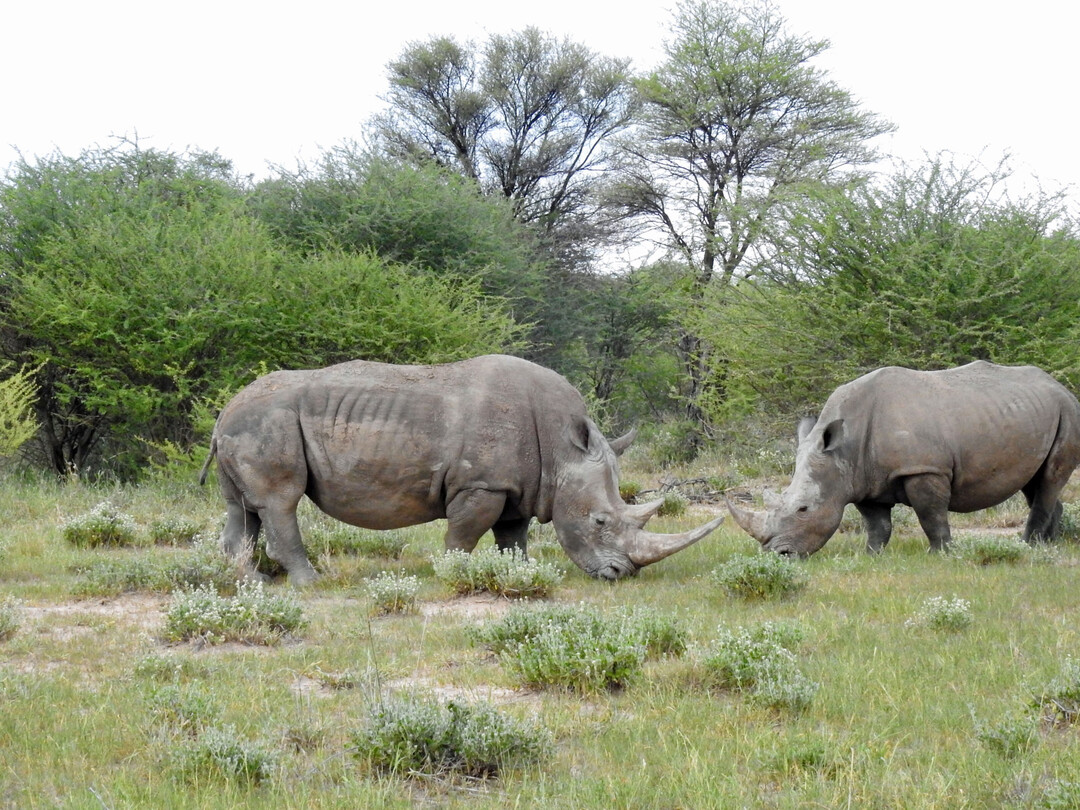 In southern Africa, there are (still) extended landscapes where it is possible to observe evolutionary activity of naturally occurring megaherbivores. The pictures of grazing plains zebras, hippos and white rhinos were taken in national parks in Botswana and Namibia. In comparison with the "new" German pasture landscapes such as Schferhaus, Lippeaue or Ohrdruft (see the corresponding pictures), there are certainly parallels in terms of structures and the dynamic processes initiated