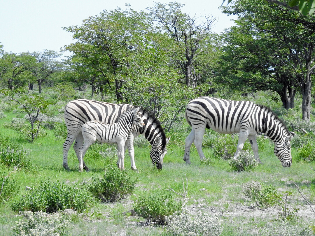 In southern Africa, there are (still) extended landscapes where it is possible to observe evolutionary activity of naturally occurring megaherbivores. The pictures of grazing plains zebras, hippos and white rhinos were taken in national parks in Botswana and Namibia. In comparison with the "new" German pasture landscapes such as Schferhaus, Lippeaue or Ohrdruft (see the corresponding pictures), there are certainly parallels in terms of structures and the dynamic processes initiated