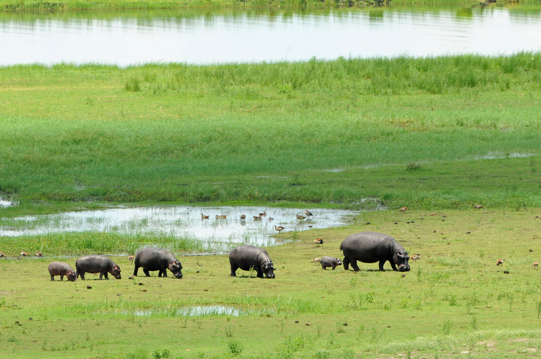 In southern Africa, there are (still) extended landscapes where it is possible to observe evolutionary activity of naturally occurring megaherbivores. The pictures of grazing plains zebras, hippos and white rhinos were taken in national parks in Botswana and Namibia. In comparison with the "new" German pasture landscapes such as Schferhaus, Lippeaue or Ohrdruft (see the corresponding pictures), there are certainly parallels in terms of structures and the dynamic processes initiated