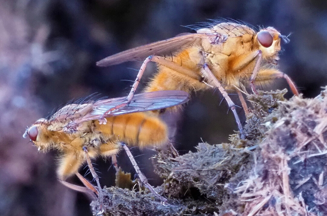 yellow dung flies (
<i>Scatophaga stercoraria</i>
)