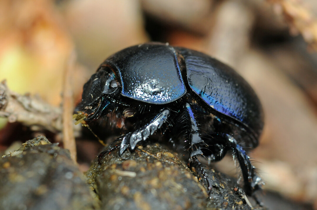 Dung beetle species: The so-called tunnelers dig 10 to 20 cm deep tubes under the dung pate and carry dung into these tunnels, where the eggs are then laid. 