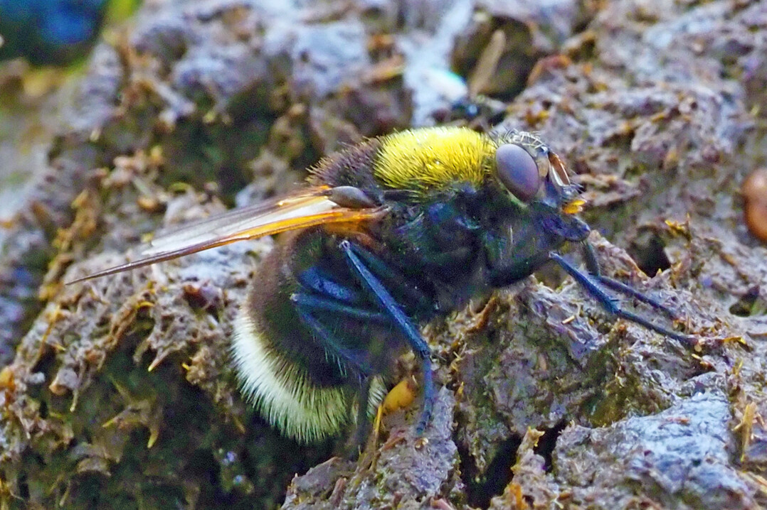 The bumblebee cattle fly (
<i>Mesembrina meridiana</i>
) is a real dung specialist; the development from egg to finished fly is surprisingly fast and is completed within a week. 