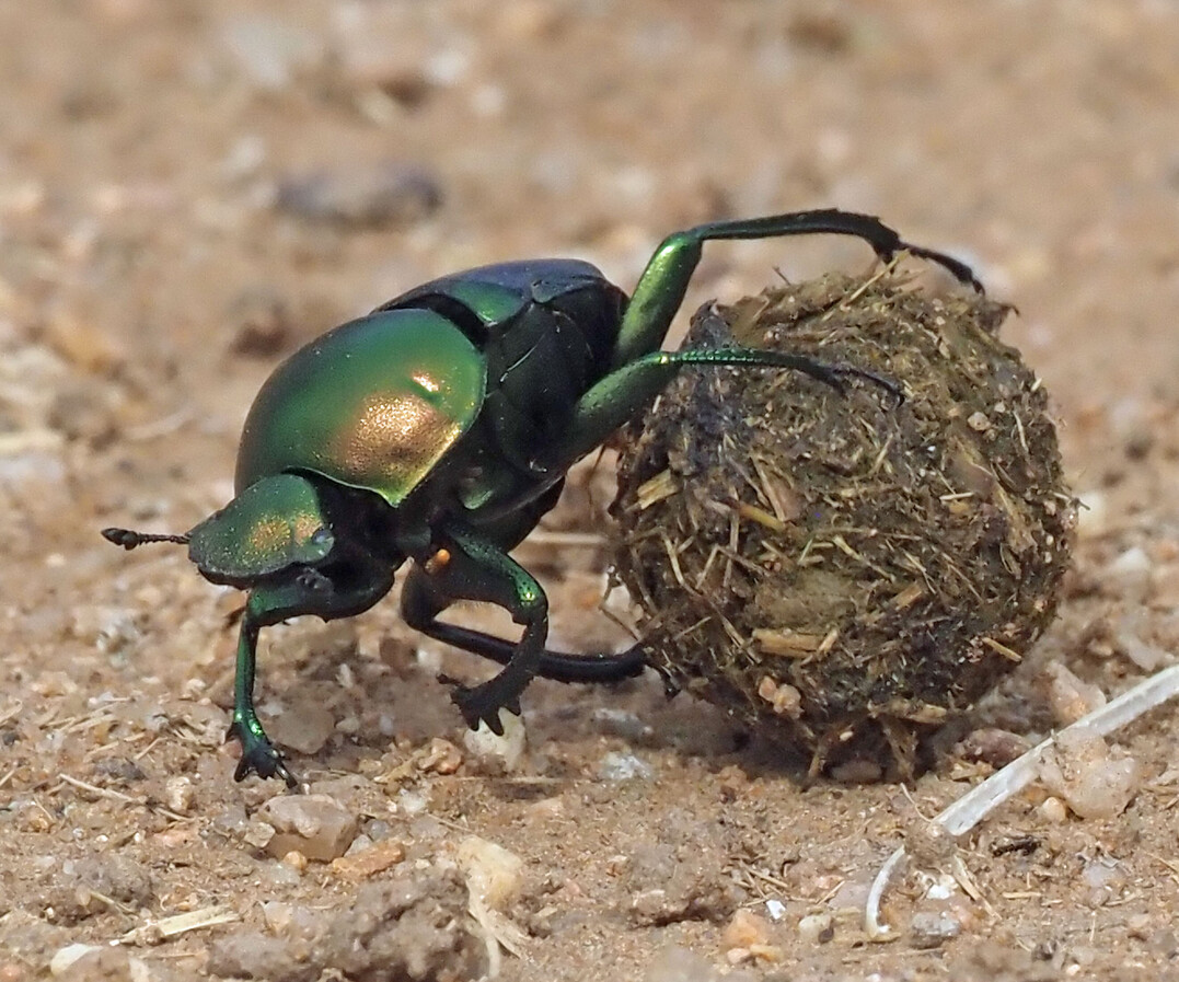 Dung beetle species: The roller or pill dung beetles produce a dung ball and carry it over considerable distances to a previously dug tunnel, where the eggs are laid and the larvae have a food source. 