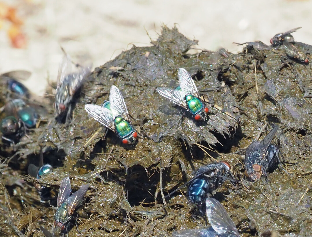 Flies are often the first users of fresh manure. Photo 17 shows a fly community of gold flies (
<i>Lucilla </i>
sp.), blue blow flies (
<i>Calliphora </i>
sp.) and gray flesh flies (
<i>Sarcophaga </i>
sp.). 