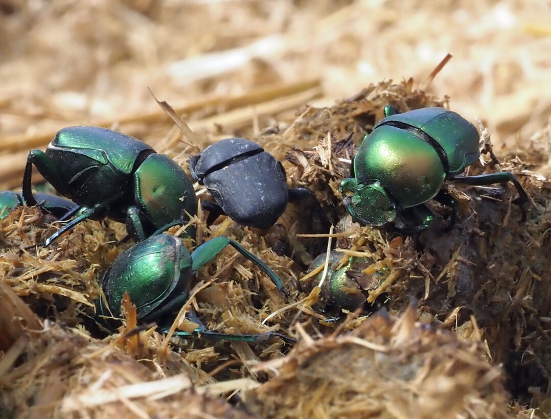 Dung beetle species: There are species that burrow directly into fresh dung and lay their eggs there. 