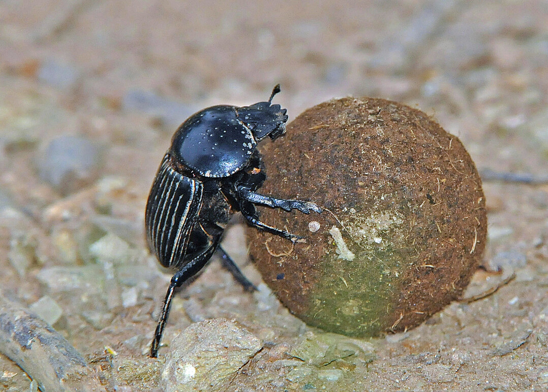 Dung beetle species: The roller or pill dung beetles produce a dung ball and carry it over considerable distances to a previously dug tunnel, where the eggs are laid and the larvae have a food source. 