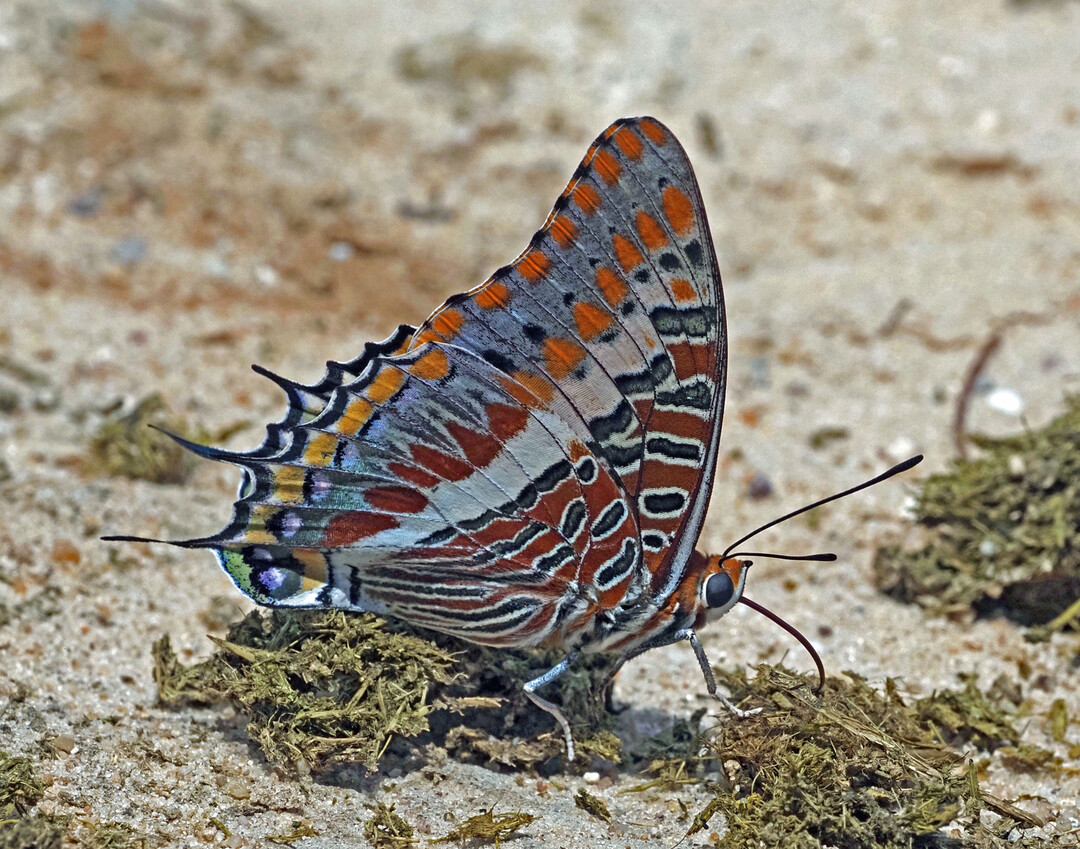 Fresh dung is an important source of minerals and protein for many adult butterfly species. The photo shows the Strawberry Tree butterfly (
<i>Charaxes jasius</i>
) sucking. This monophagous butterfly species is tied to the distribution area of the strawberry tree (
<i>Arbutus unedo</i>
), which occurs circum-mediterranean, where the caterpillars develop. 