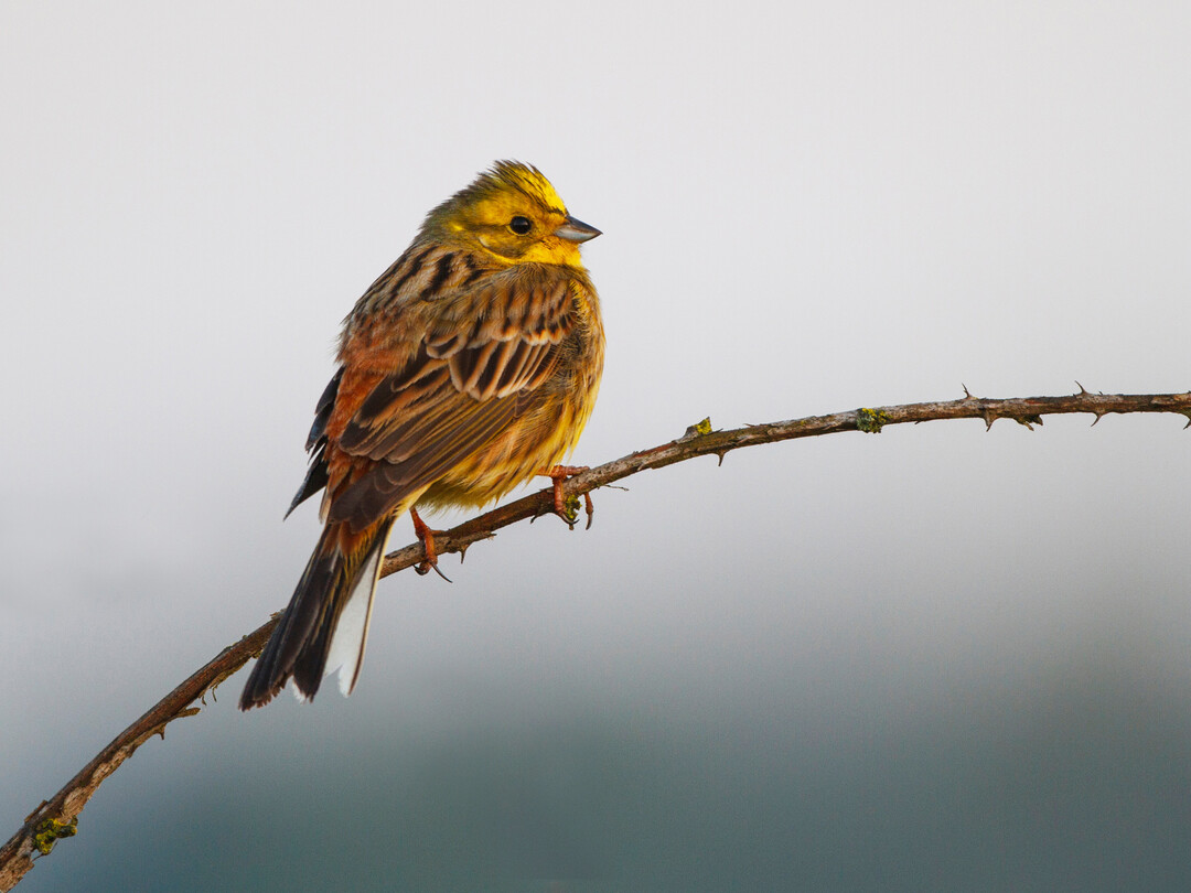 Die Goldammer ist ein typischer Brutvogel der Agrarlandschaft.