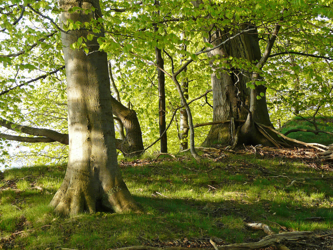 Von Natur aus wäre Mitteleuropa fast ganz mit Wäldern bedeckt. Alter Buchenwald im Naturschutzgebiet Insel Vilm.