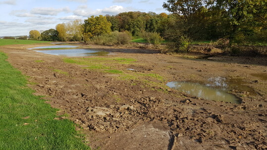 Schon whrend den Bauarbeiten flutete ein erstes Hochwasser die flachen Senken. Sie wirken als temporre Wasserspeicher, die nicht nur Lebensraum fr viele Feuchtgebietsbewohner sind, sondern auch eine wichtige Rolle im kologischen Hochwasserschutz spielen. Der Bach, unter den Gehlzen im Hintergrund, tritt nun schnell ber die Ufer und flutet die Aue. Als Wasserrententionsraum erfllt das neu geschaffene Gebiet nun in idealerweise die Funktion des Wasserrckhalts whrend Hochwasserereignissen.