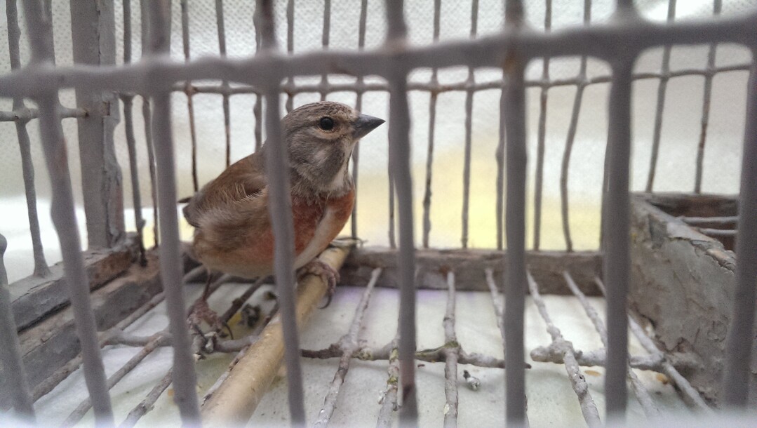 Gefangener Finkenvogel: Wann ist endlich Schluß mit dem Vogelfang auf Malto und Gozo?