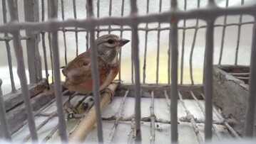 Gefangener Finkenvogel: Wann ist endlich Schlu mit dem Vogelfang auf Malto und Gozo?