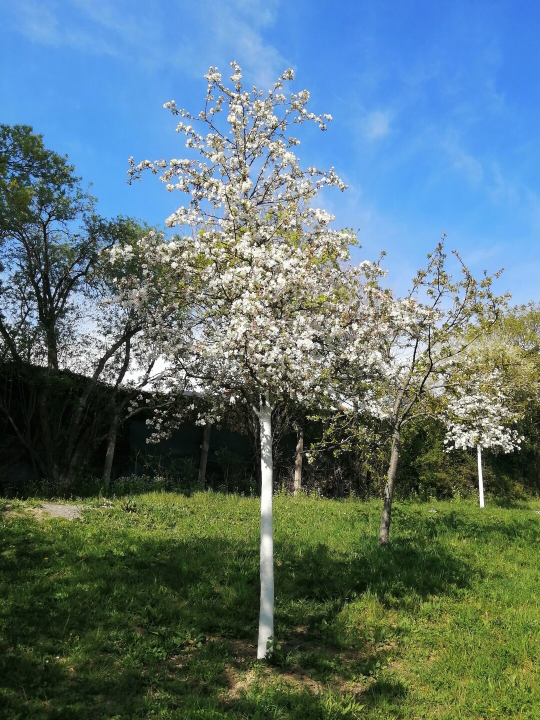 Fr kultivierte Obstbume wie diesen Kulturapfelbaum gilt die Vorgabe fr die Verwendung gebietseigener Gehlze in der freien Natur nicht.