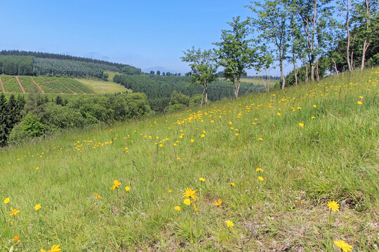 Wiederhergestellte Magerweide mit Echter Arnika (
<i>Arnica montana</i>
) und Gewhnlichem Ferkelkraut (
<i>Hypochaeris radicata</i>
)