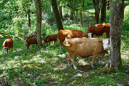 Waldweide frdert die Biodiversitt, lsst sich jedoch nur in Einzelfllen einfach realisieren (Hinterwlder Rinder, Frnkische Alb).