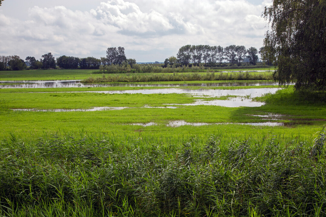 Die Regeneration von kosystemen im Rahmen der EU-Verordnung zur Wiederherstellung der Natur (sofern diese verabschiedet wird) wie groflchige Wiedervernssungen bentigen ein eigenstndiges Finanzierungsinstrument (Havel, Brandenburg).