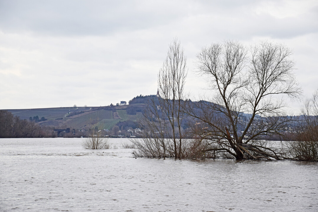 Rhein bei Hochwasser