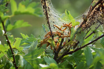 Gelbe Birnen-Gespinstblattwespe (
<i>Neurotoma saltuum</i>
) an Weidorn (
<i>Crataegus</i>
)
