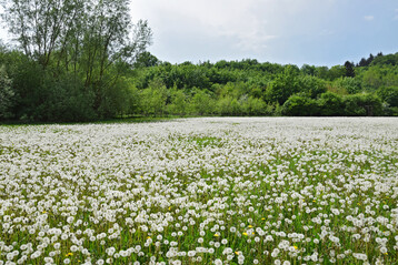 Nhrstoffreiche Wiese mit einer hohen Abundanz von Lwenzahn