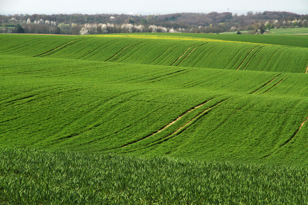 Landnutzungswandel gilt als der wichtigste Grund fr den Rckgang biologischer Vielfalt im 20. Jahrhundert. Das Foto zeigt ein intensiv bewirtschaftetes Getreidefeld in Deutschland.