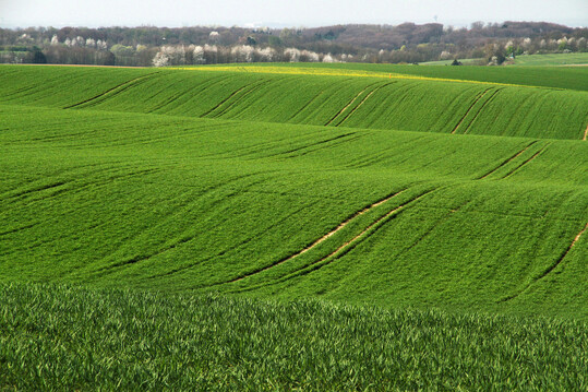 Landnutzungswandel gilt als der wichtigste Grund fr den Rckgang biologischer Vielfalt im 20. Jahrhundert. Das Foto zeigt ein intensiv bewirtschaftetes Getreidefeld in Deutschland.