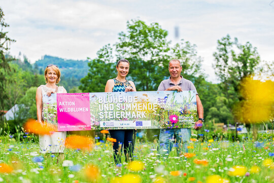 Wildblumenwiese in Deutschfeistritz: Einjhrige Arten dominieren noch das Bild. Sie werden allmhlich verschwinden und den ausdauernden Pflanzen Platz machen.