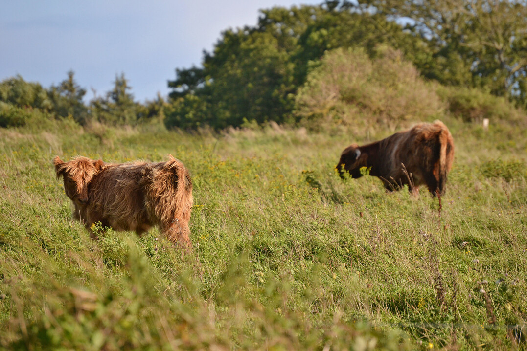 Die Beweidung durch Haus- und Wildtiere prgt Landschaften in ganz Europa.