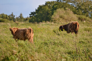 Die Beweidung durch Haus- und Wildtiere prgt Landschaften in ganz Europa.