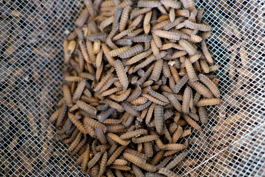 Larven der Schwarzen Soldatenfliege, die in einem der Insektenfarmen für Geflügelfutter geerntet werden.