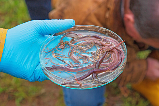 Abb. 5: Obwohl rund 60 % der bekannten Arten global im Boden lebt, spielt dieser Teil der Biodiversitt kaum eine Rolle im Naturschutz  selbst fr die 46 in Deutschland bekannten Regenwurmarten ist die Zahl der Artenkenner gering. Das Bodenleben strker in den Fokus zu nehmen, wrde Boden-, Klima- und Gewsserschutz ebenso wie der Biodiversittsfrderung dienen.