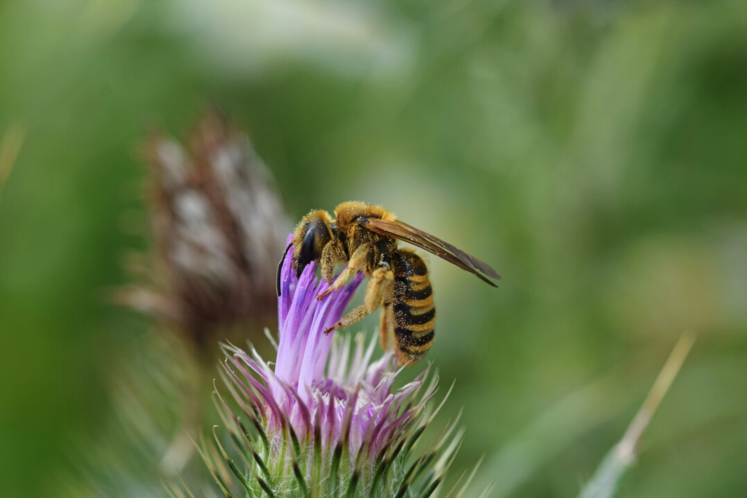 Arten wie die Gelbbindige Furchenbiene (
<i>Halictus scabiosae</i>
) profitieren von artenreichen Wiesen.
