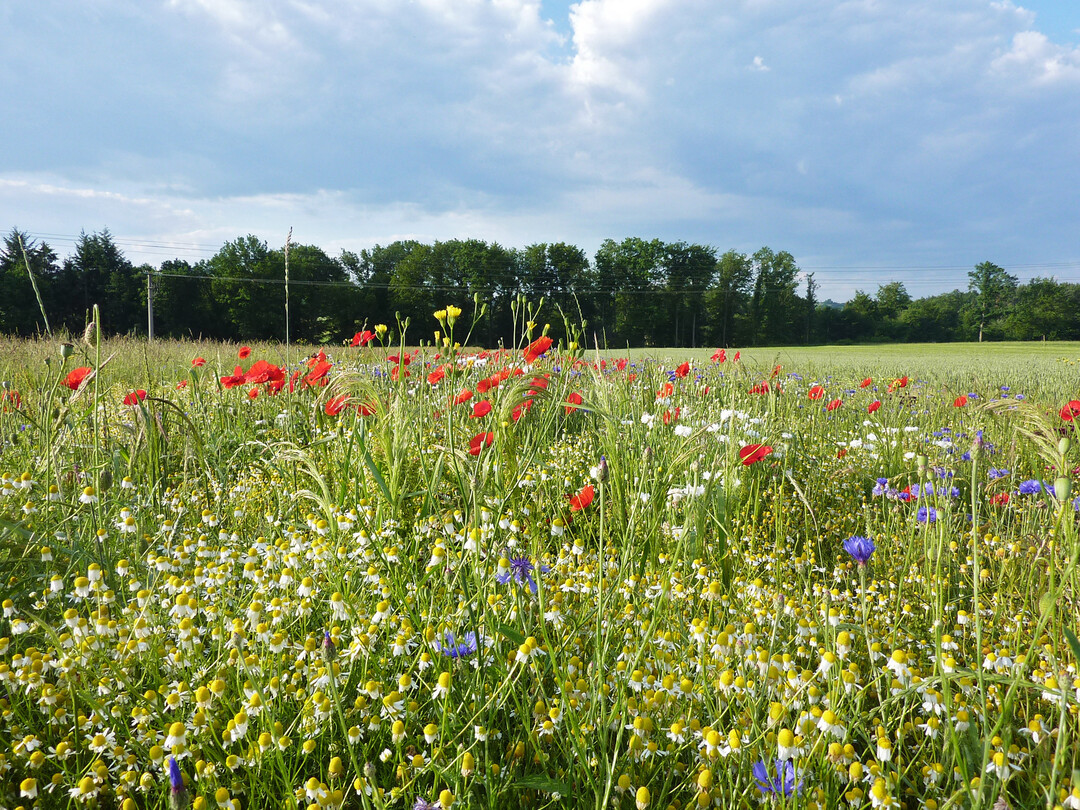 Naturschutz, der ins Auge fällt: Buntbrachen schaffen wertvolle Nahrungshabitate für Insekten.